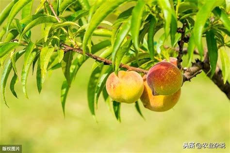 家裡種桃樹|如何種植桃樹：何時種植以及如何種植